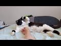 Sleeping Tuxedo Cat Wakes Up And Bites My Hand