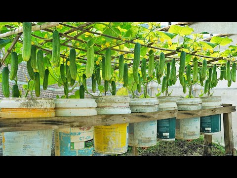 Great methods for growing cucumbers this summer for your family Large crunchy fruit