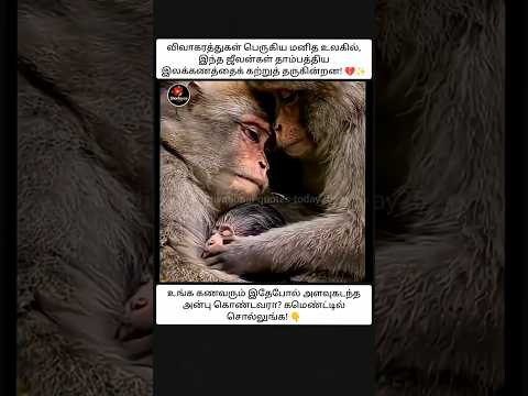 இதுதானே காதல் என்றால்... ❤️மனிதனுக்கு மட்டுமல்ல காதல்...விலங்குகளுக்கும் கூட இருக்கும்! ❤️