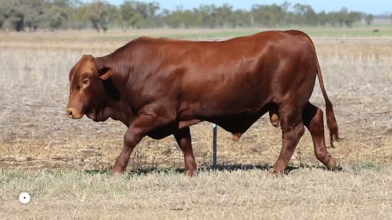 Lot 7