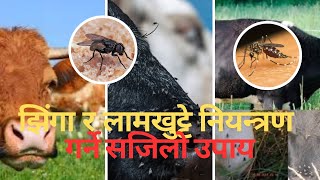 झिंगा र लामखुट्टे नियन्त्रण गर्ने सजिलो उपाय #drbhat #farming #baffalo #goat