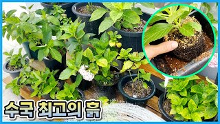 수국 밭흙믹스로 심으세요!! 한 달 만에 놀라운 일이 벌어집니다!! 진짜 대박!!