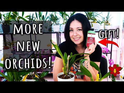 Finding the Orchids I lost along the way! - Orchid Haul Watch Season 2 Episode 1