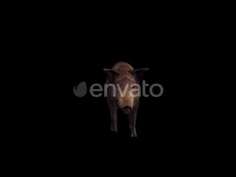 Boar Walk Front View | Motion Graphics - Videohive template