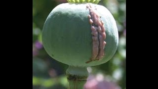 full documentary Opium, Morphine &amp; Heroin