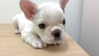 フレンチブルドッグの動画01