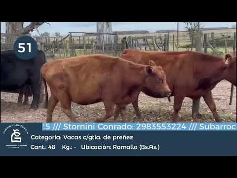 Lote Vc CUT CGP -  Ramallo Bs As