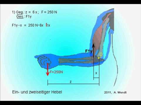Leverage laws on the human arm