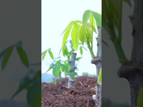 , title : 'Como se planta mandioca  E macaxeira - vide completo no canal'