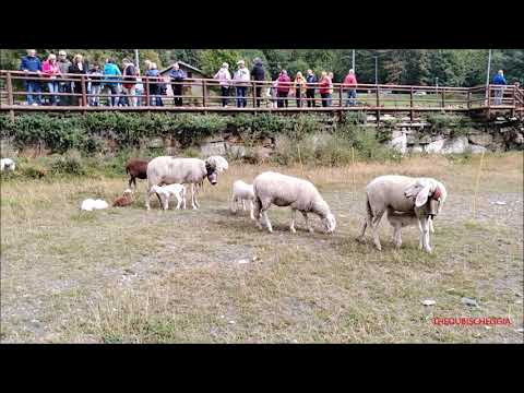 IL RITORNO DALL' ALPE PECORE E CAPRE AL PASCOLO, A PONTECHIANALE IN VAL VARAITA. DOM. 17 - 9 - 2023.