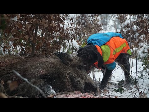 Polowanie na dziki spod psów. Niebezpieczna szarża dzika.