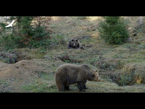Jans Tierleben: Folge 9 – Großtiere