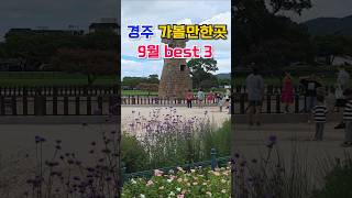 26년 9월 26년 경주 가을꽃여행! 지금이 딱좋아, 첨성대꽃단지와 분황사 황화코스모스와 백일홍, 계림숲의 맥문동까지, 경주 당일코스