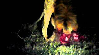 preview picture of video 'LIONS KILL SCOTIA SAFARI NIGHT DRIVE'
