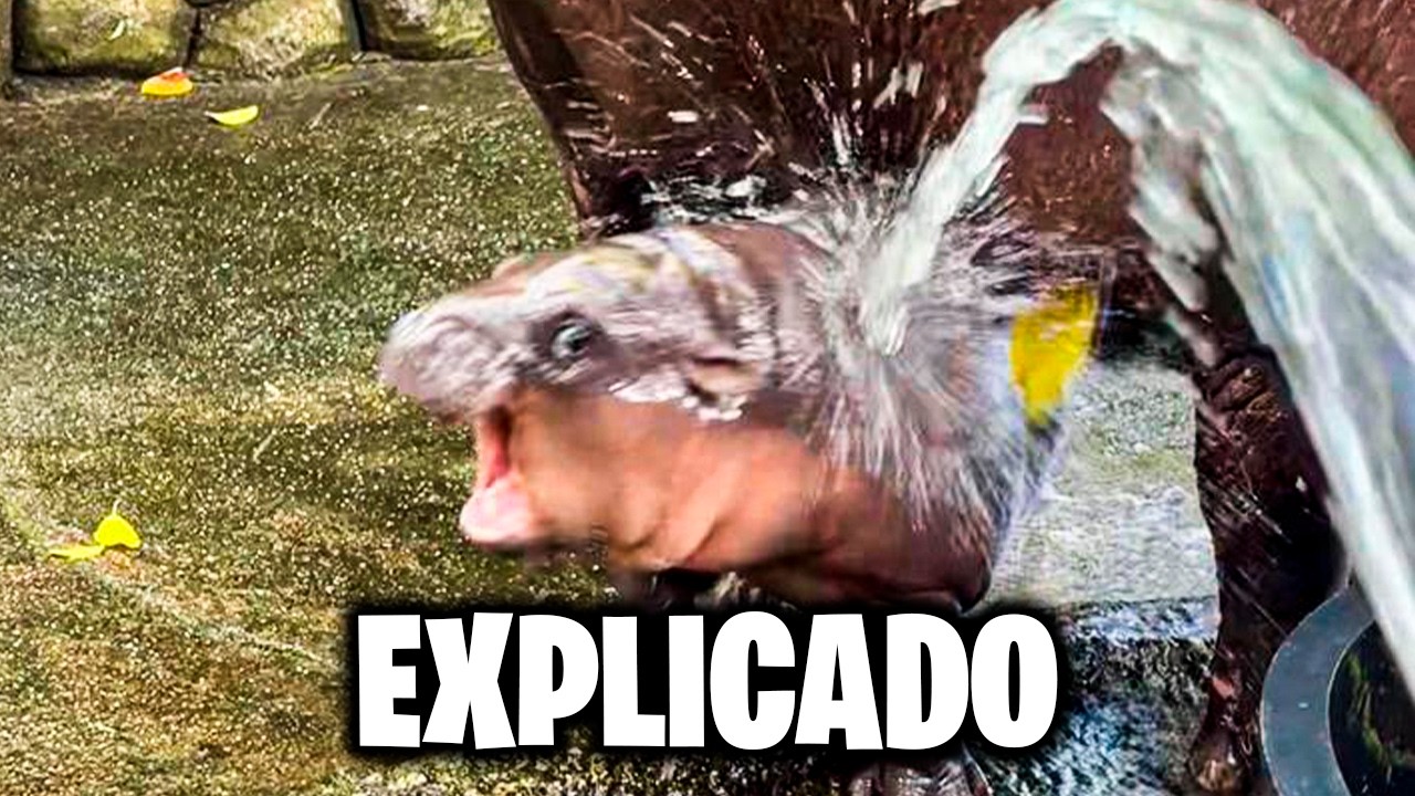 Moo Deng, The Baby Hippo That Became a Meme (English subtitles)