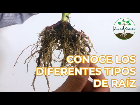 Tipos de Raíces