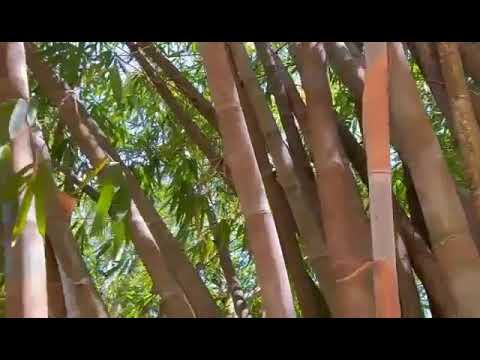 TIAKO FOANA - Pasteur Jocelyn ( Cover ) / Masy