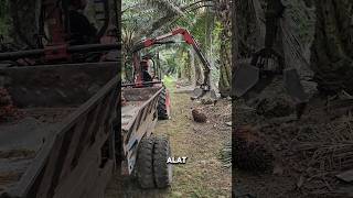 Download lagu Palm Oil Fruit Harvesting Robot || Agricultural Technology #agriculture #plantations #livestock mp3 Download lagu Palm Oil Fruit Harvesting Robot || Agricultural Technology #agriculture #plantations #livestock mp3
