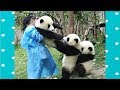 FUNNY and CUTE PANDA will make you LAUGH YOUR HEAD OFF | Funny Babies and Pets