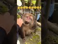 Monkey laughing🤣🤣