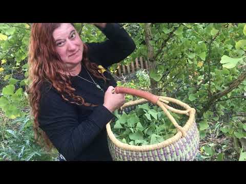 Ginkgoblätter: Update und Rezension zur Tinkturherstellung (Ginkgo biloba)