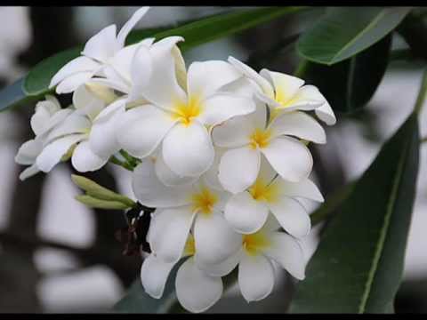 Omar Faruk Tekbilek - Sweet Trouble