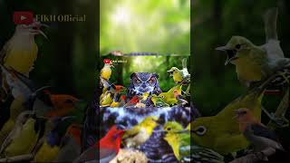 Download lagu Sirtu Ribut Tanda Bahaya! Suara Pikat Burung Kecil Paling Cepat Respon 🔥🐦 mp3