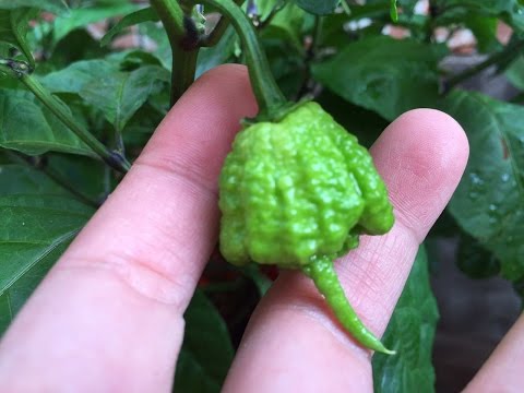 2015 Super Hot Peppers Growing Season - Ep. 16 - Fruiting Video