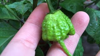 2015 Super Hot Peppers Growing Season - Ep. 16 - Fruiting