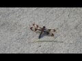 Dragonfly Nature Video Birds Chirping