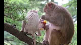 preview picture of video 'Rhesus Monkeys in India'