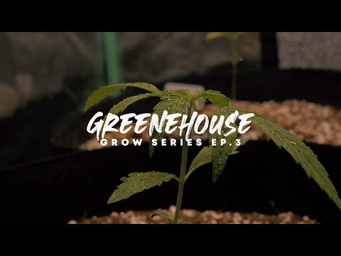 GREENEHOUSE GROW: Critical Purple & Pineapple Autoflower WEEK 3 UPDATE!!!