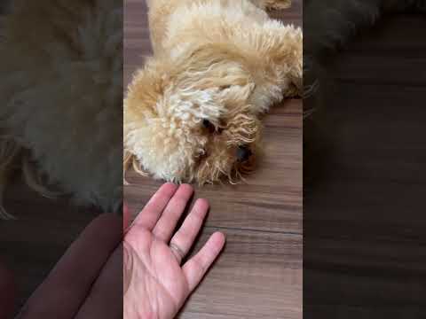 経営学科 床が冷たくて気持ちいいトイプードル12ヶ月 #トイプードル #toypoodle