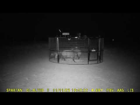 Watch Our Wireless Hog Trap in Action — Real-Time Remote Capture Demo | TrackSide Trapping