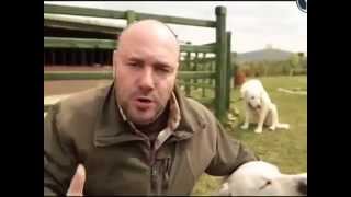 'Планета собак'  Турецкий акбаш 2014