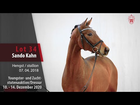 Youngster- und Zuchtstutenauktion/Dressur Lot 34 Sando Kahn Hengst v. Sir Heinrich - Jazz Rubin