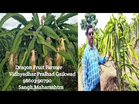 🌷141-Dragon Fruit Farmer Vidhyadhar Prahlad Gaikwad Ji,sangli,maharastra 8208711044/98603-90790