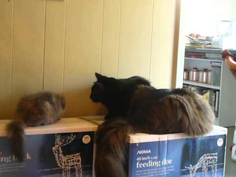 Knut and bleu Belle the Norwegian forest Cats, and Houdini.