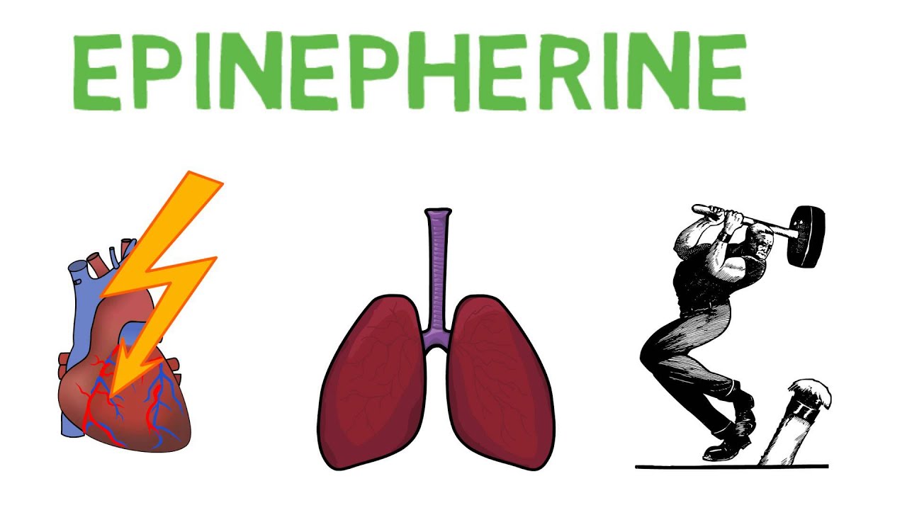 general adaptation syndrome model