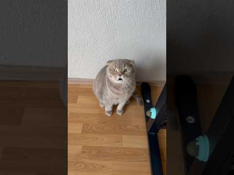 Koltuk Arkasından Ansızın Fırlayan Pisi