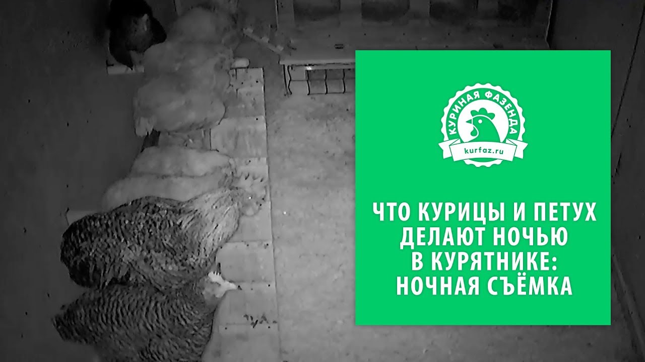 Что курицы и петух делают ночью в курятнике?