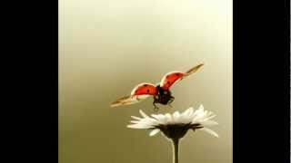 Fortune [Little Dragon]