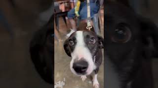 Video preview image #1 Beagle-Pointer Mix Puppy For Sale in Rockville, MD, USA