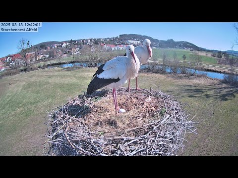 Storchennest Alfeld (Leine)