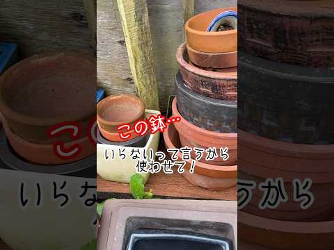 日当たりの良い鉢植え：熱波に強い13種からお選びください  庭園
