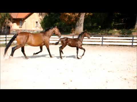 Quando Unico Londonderry