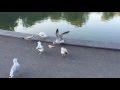 Feeding Seagulls Cake