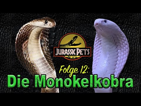 Die Monokelkobra - Art & Haltung der Naja kaouthia + Thema Leuzismus | Giftschlangen | Folge 12