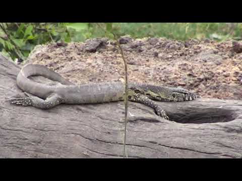 Djuma: Water Monitor Lizard on porch of it's log home - 07:34 - 11/19/18
