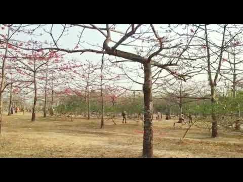 Shimul Bagan(Silk-Cotton Tree): Nightingale of Spring!! ❤️❤️